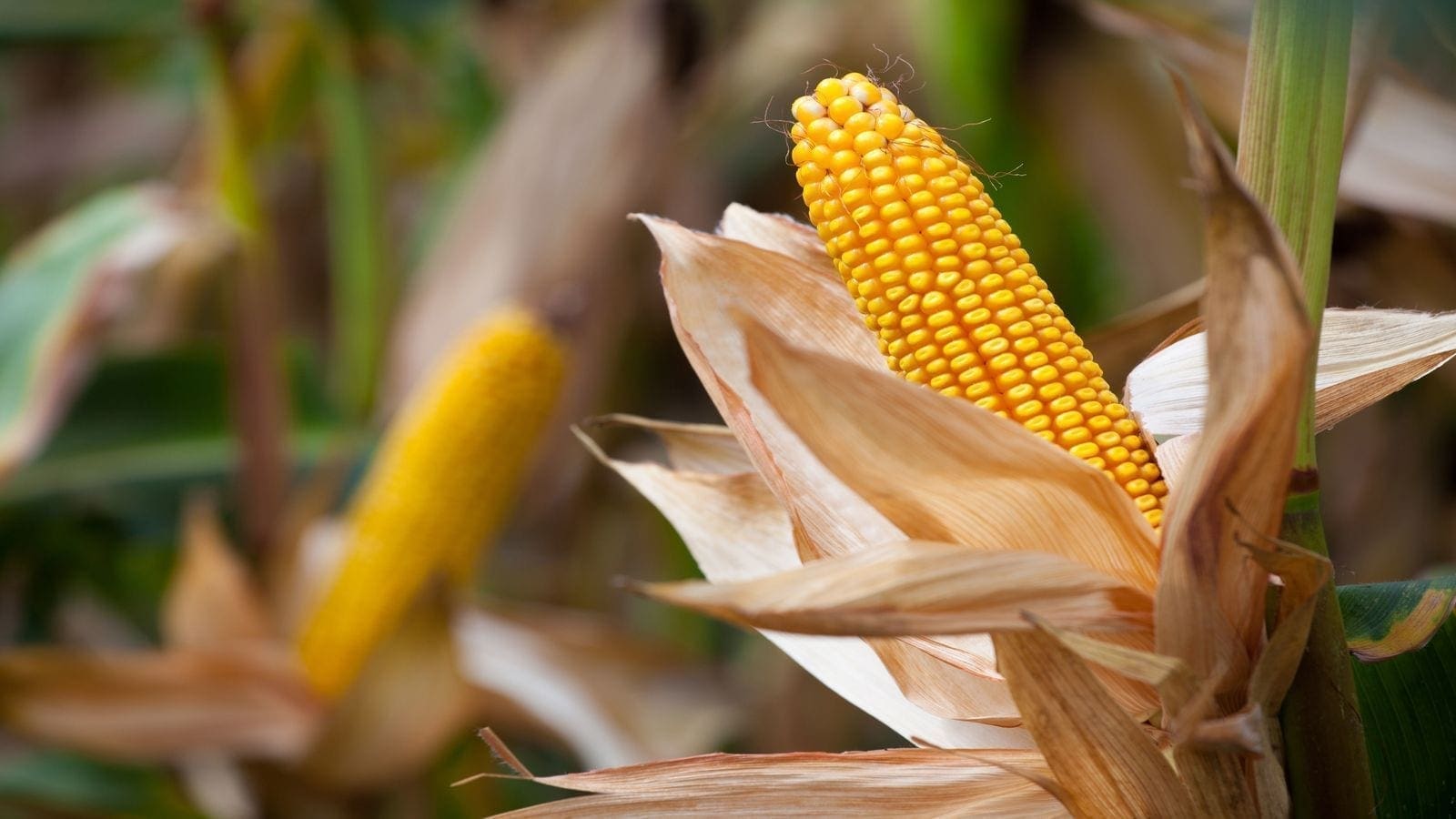 South Africa to remain net exporter of corn attributed to bumper harvest