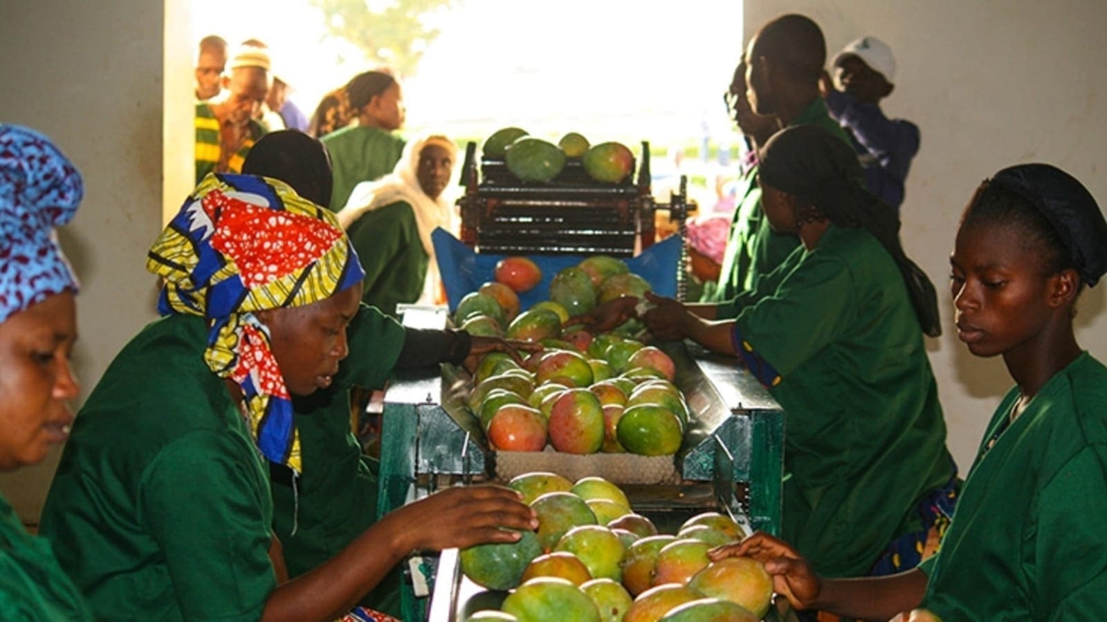 IFC issues US$2.4m loan financing to Mali’s leading mango processor to expand export market