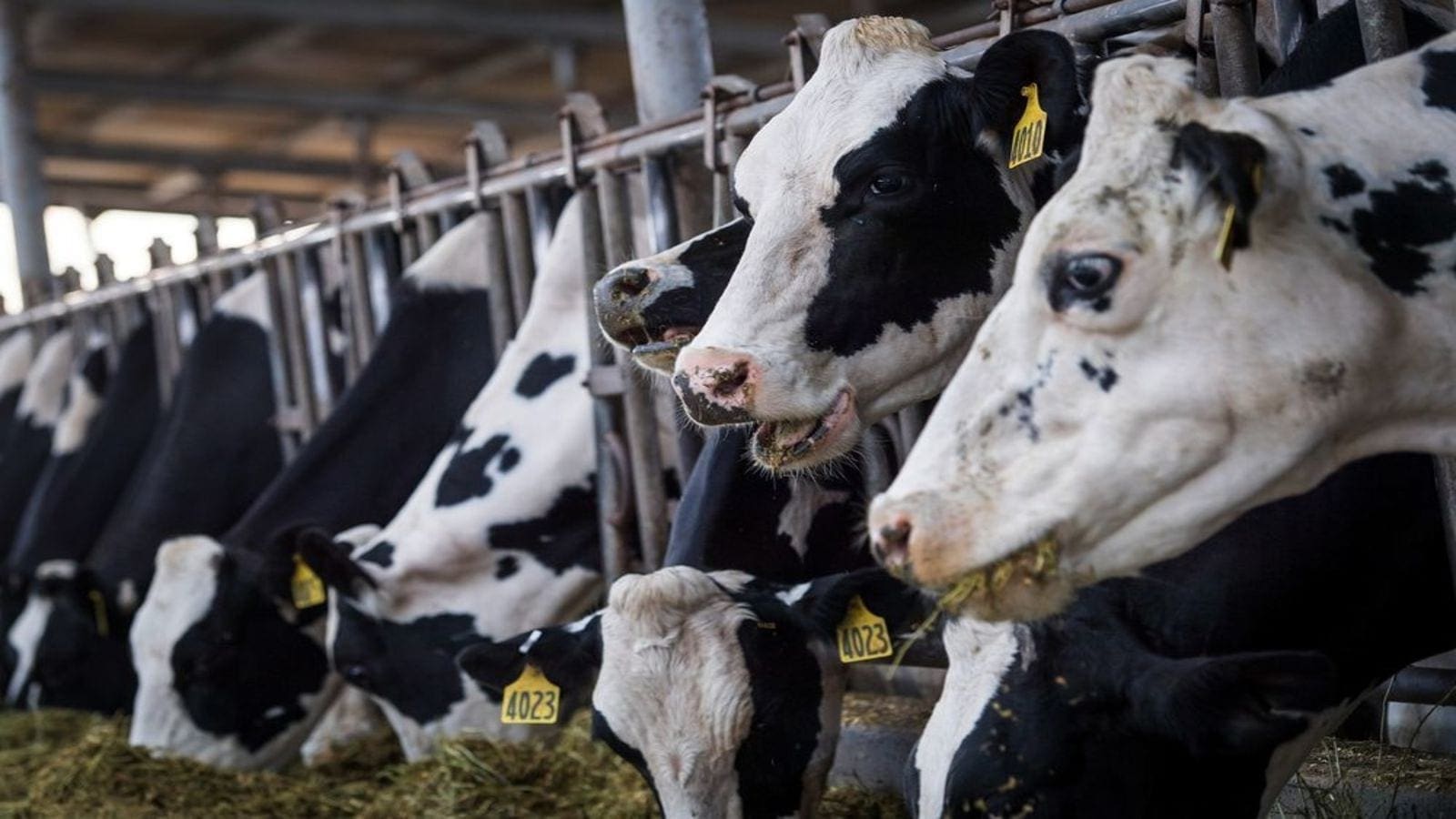 UAE dairy farms partner with Alltech to reduce carbon footprint