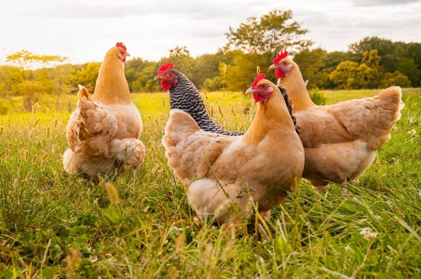 Symrise creates chicken solutions that meet the rising demand for ethical food and drinks