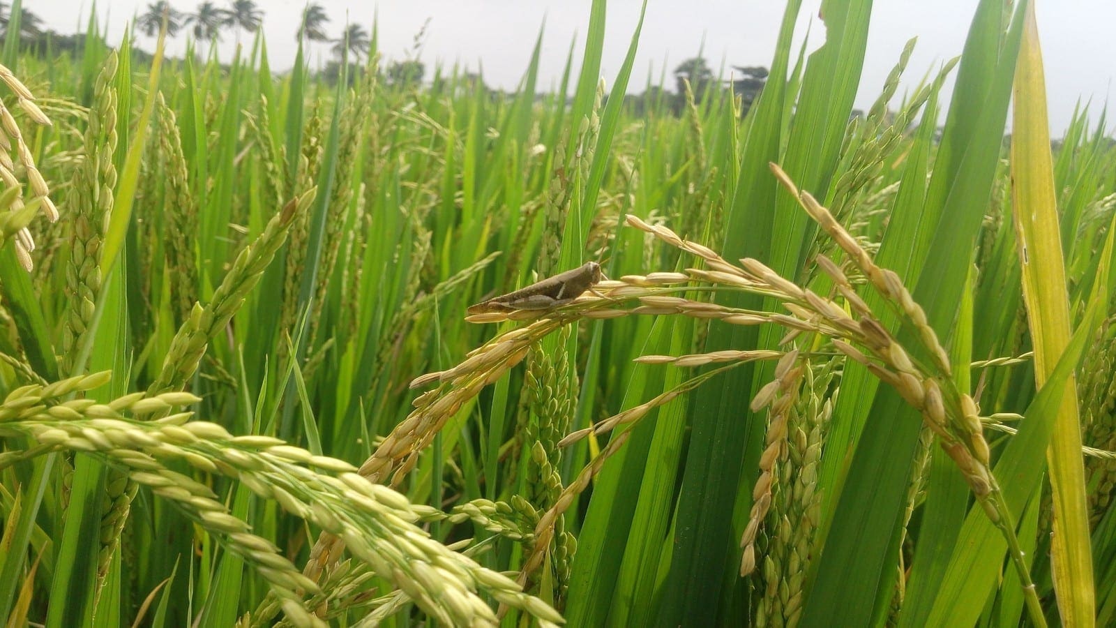Scientists in Asia create high yielding rice that sequesters more C02 from air