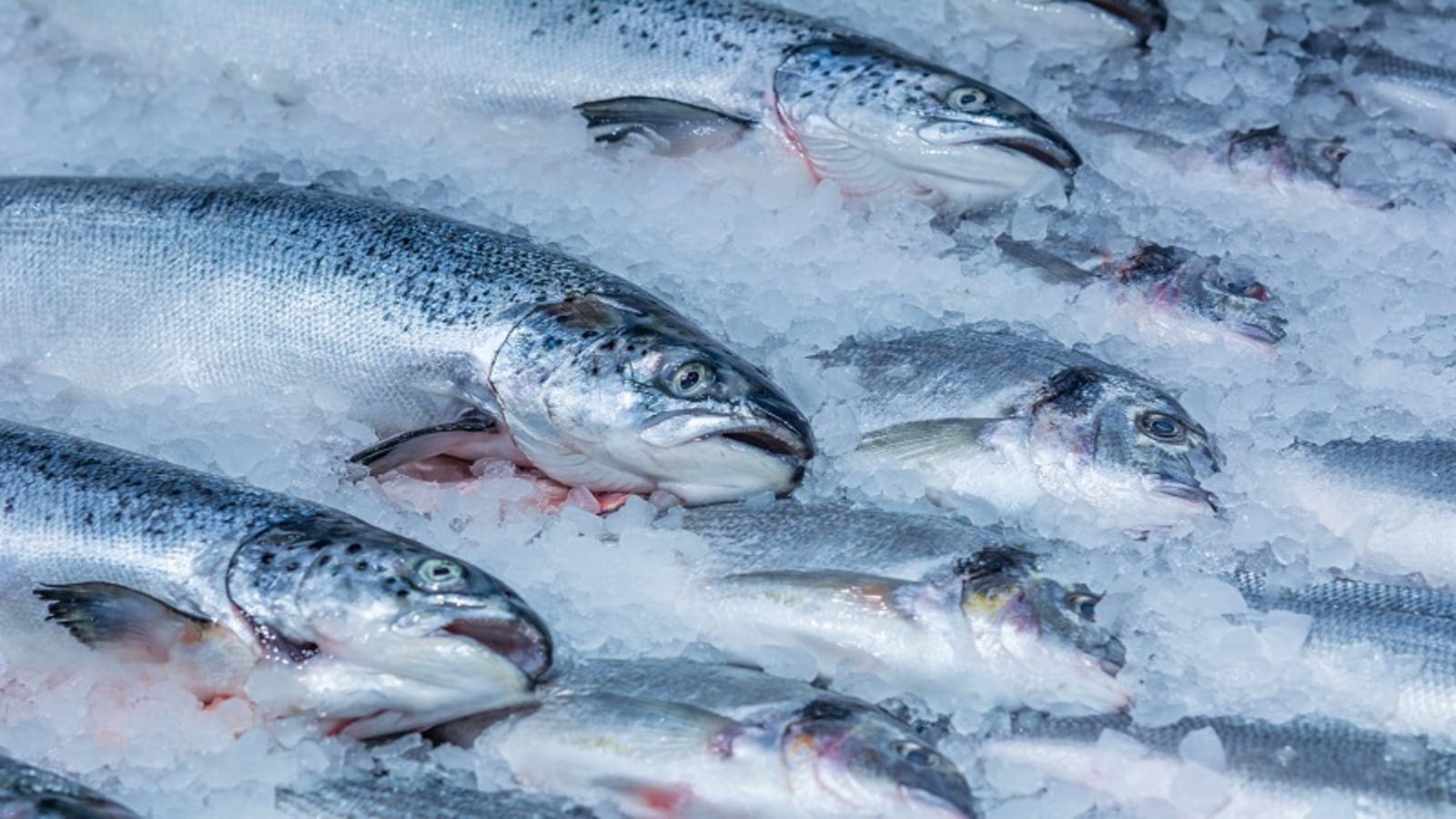 US FDA embarks on pilot program to enhance safety of imported seafood