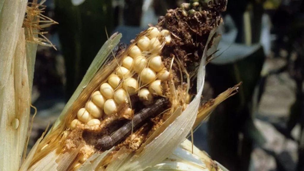 Researchers, biological pest control innovators heighten fight against Fall Armyworm