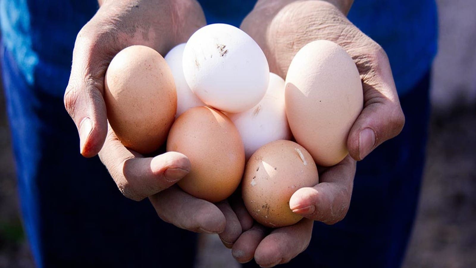 Nigeria sets in motion National Egg Production Scheme to boost local production