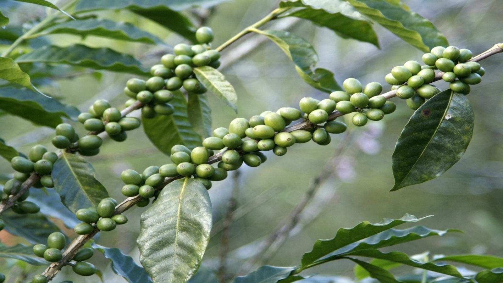 EU to unlock potential of Rwanda’s coffee value chain with US$2.3m funding