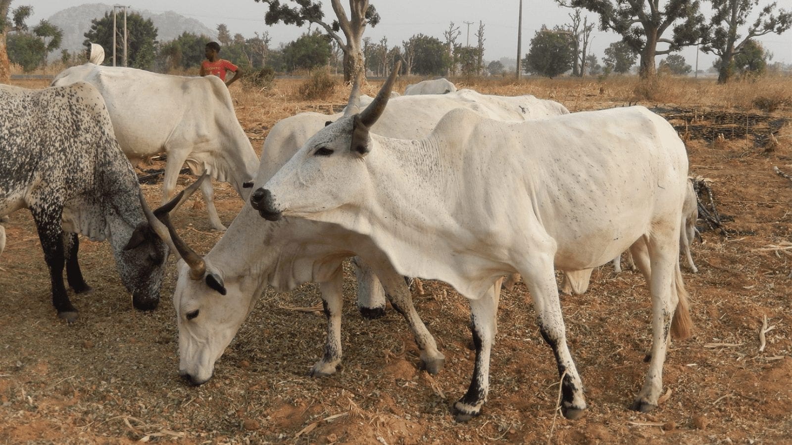 Dairy Industry In Nigeria