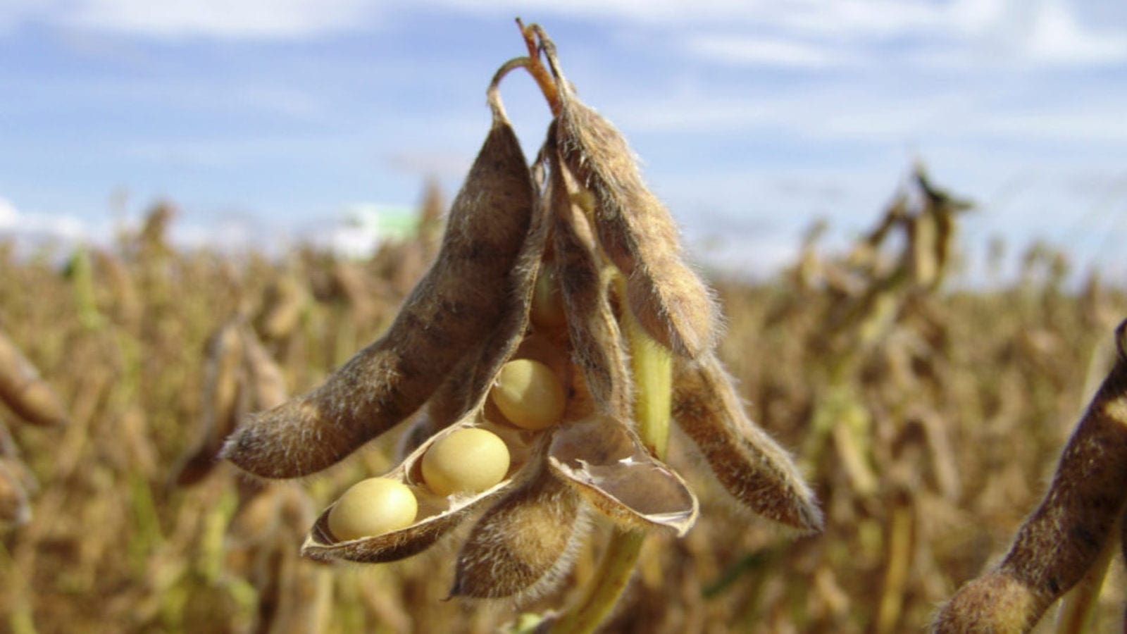 Egypt’s soybean local demand rises by 6.6% courtesy of increased crushing capacity