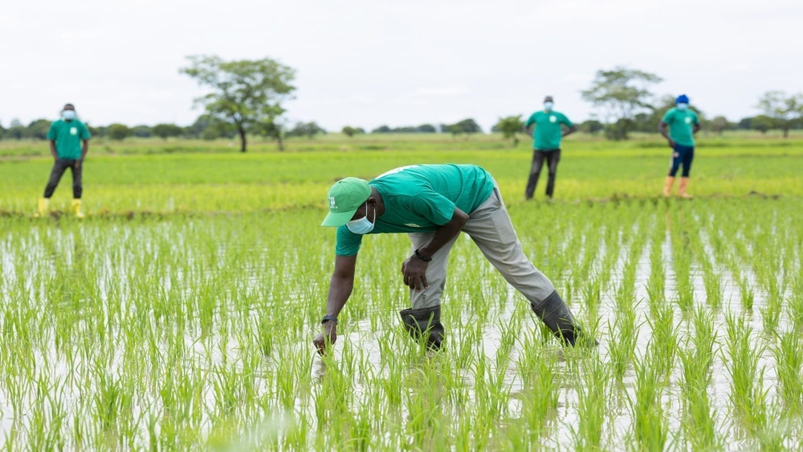 Thumbnail for ITFC, OCP Africa partner to build Côte d’Ivoire’s rice value chain, Malawi government plans US$40m rice scheme