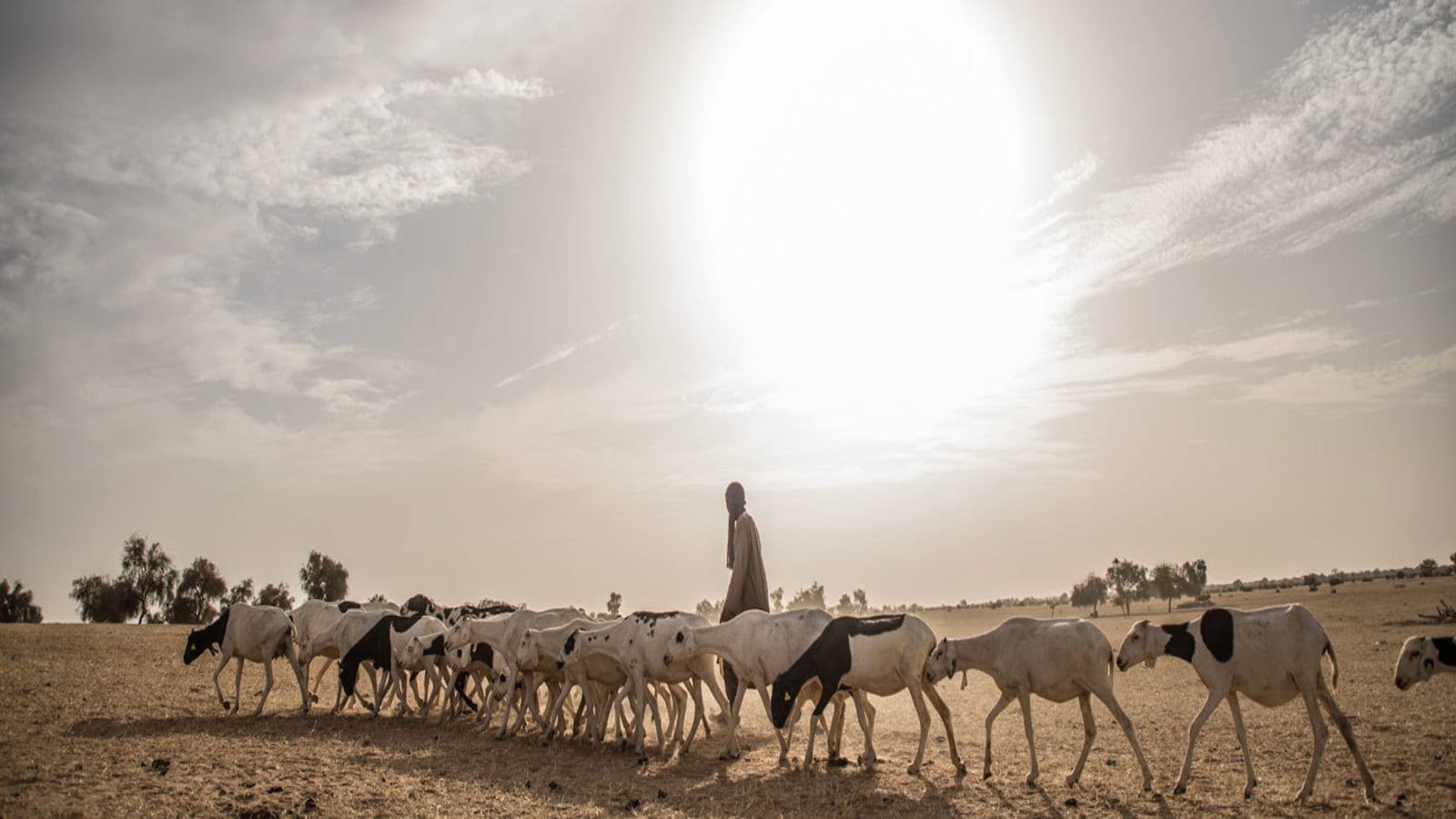 World Bank issues US$375m financing to revitalize pastoralism in the Sahel region