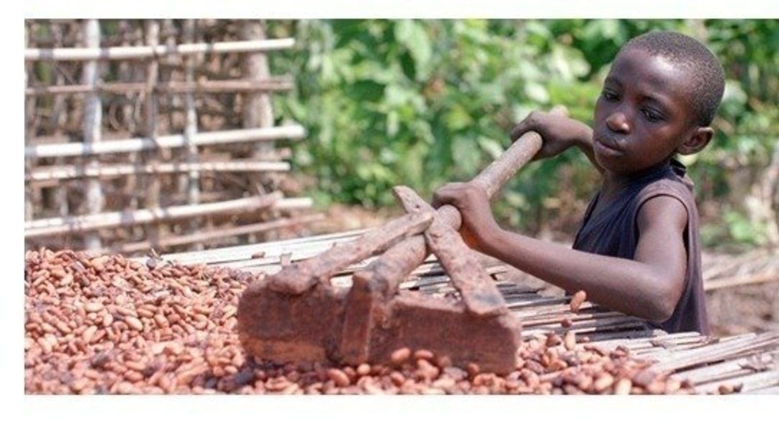 Olam Food Ingredients establishes systems to rid cocoa supply systems of child labour and deforestation