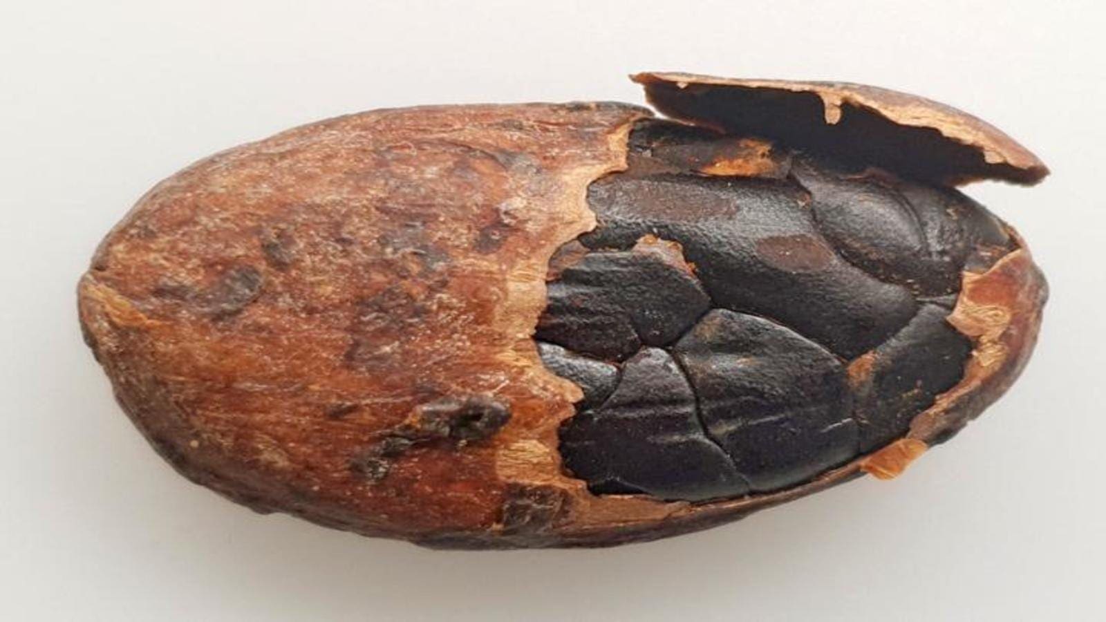 New research identifies key odorants that chiefly contribute to off-flavors in fermented cocoa