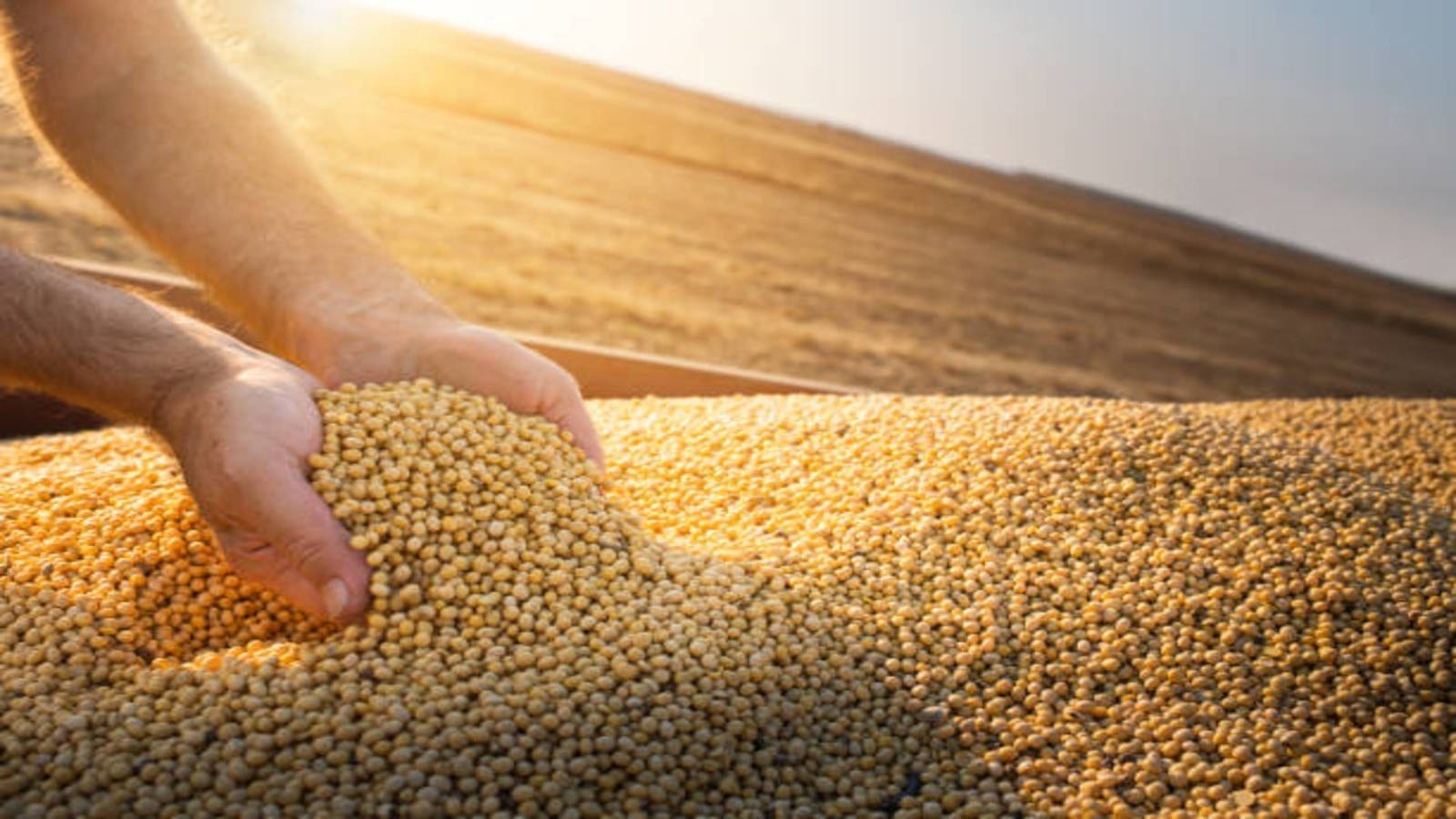 Global oilseed production to grow 5 percent in 2021/22 buoyed by rise in soybean output in the Americas