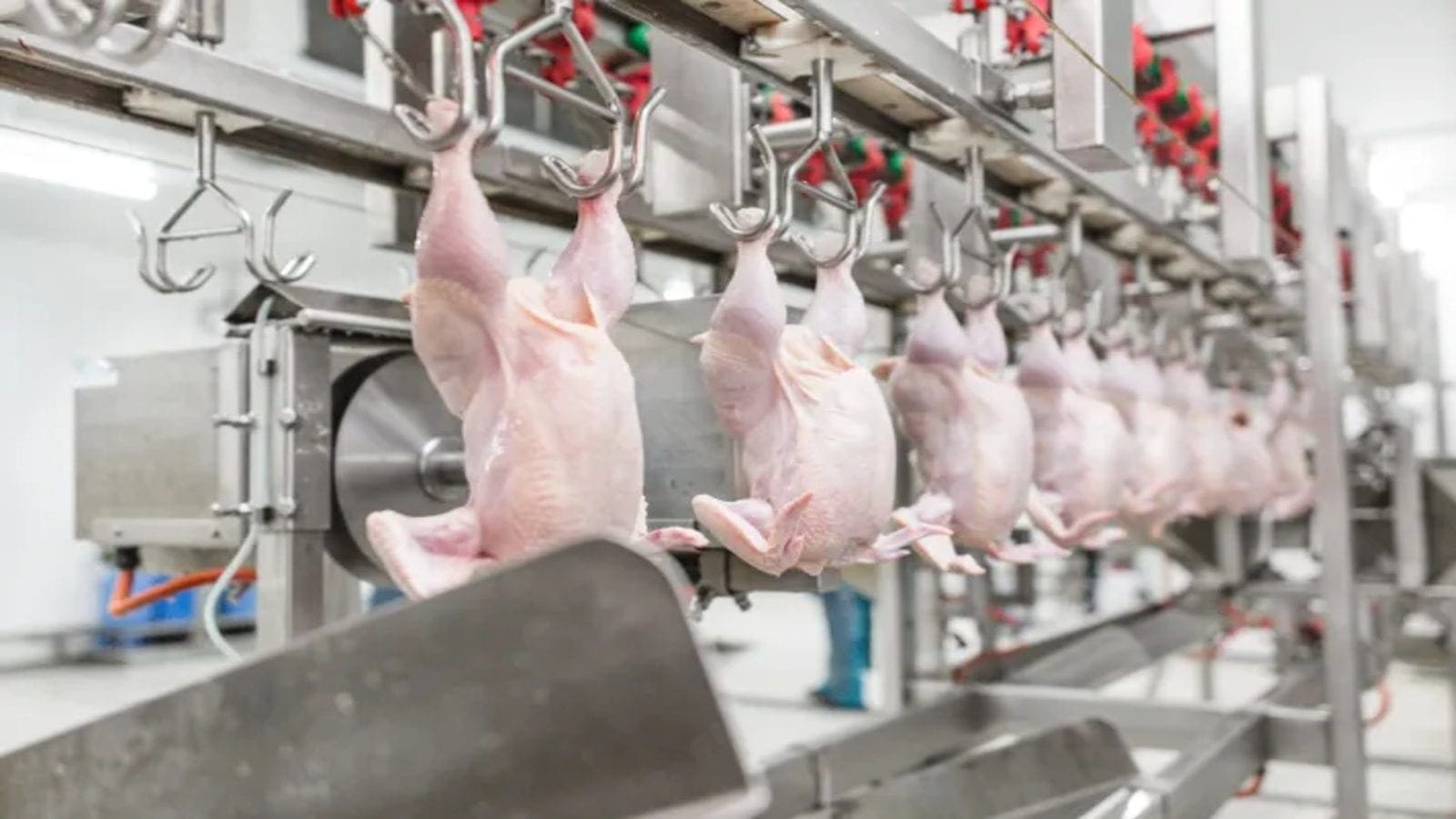 USDA forecasts Poultry production in Brazil to increase to 14.8 million tonnes in 2023