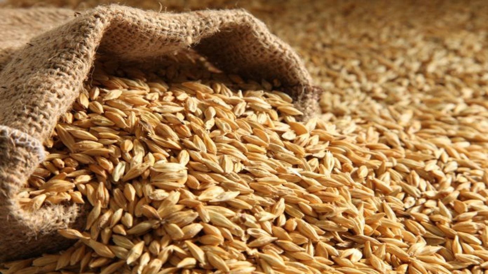 Saudi Arabia privatizes barley imports and distribution  business