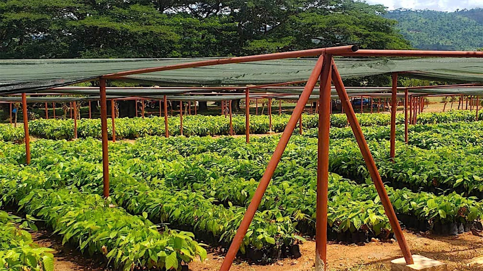Ghana COCOBOD adopts sustainable cocoa seedlings raising techniques, protects environment