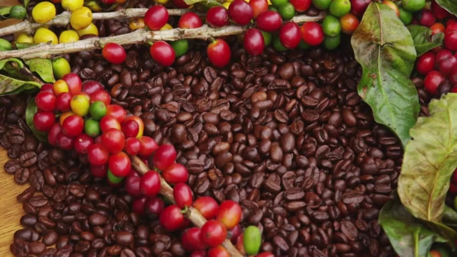 Coffee production in Kenya falls 69% in 10 years