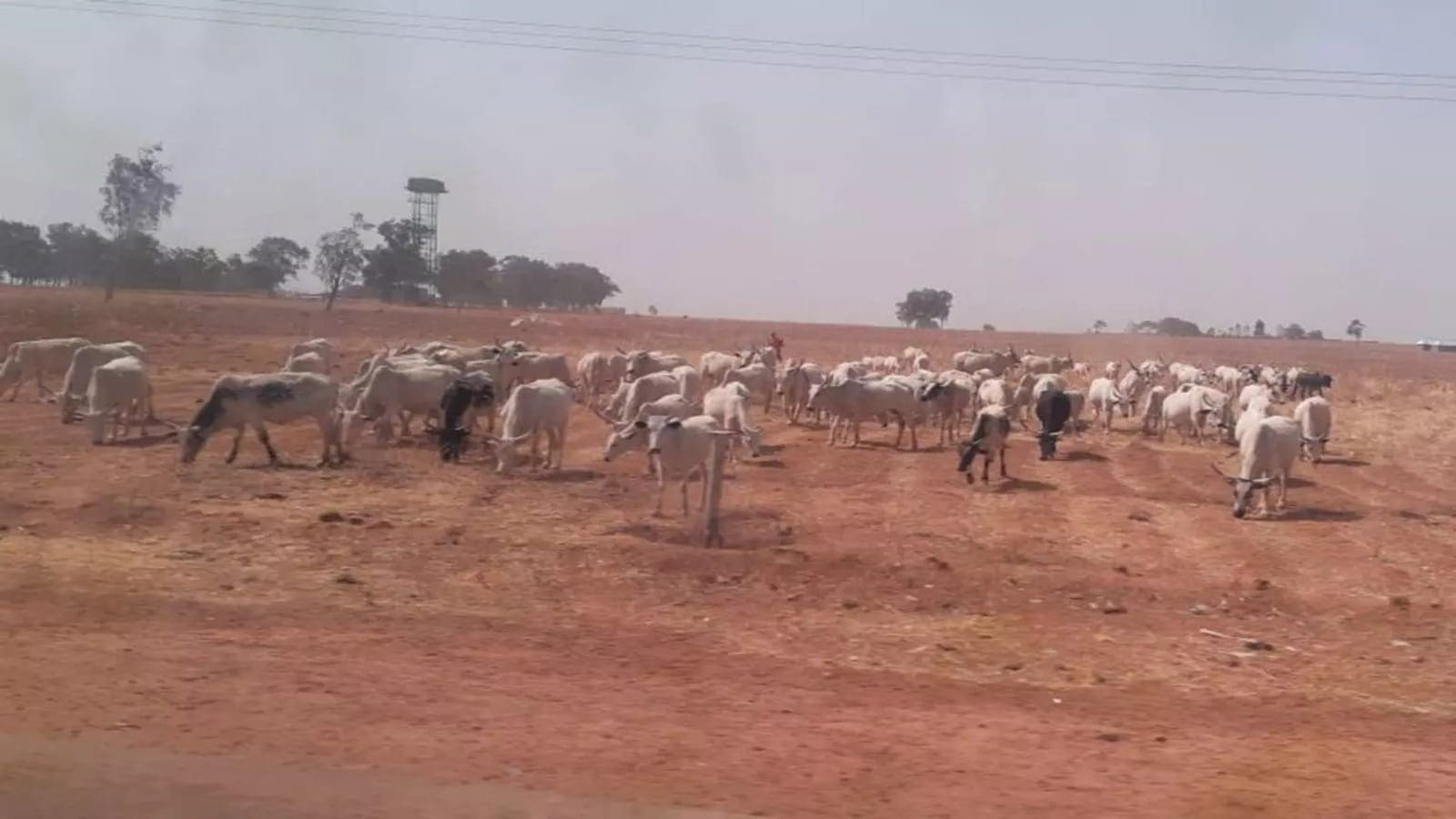 Ghana to allocate 150,000 hectares for grazing reserves to curb herd conflicts