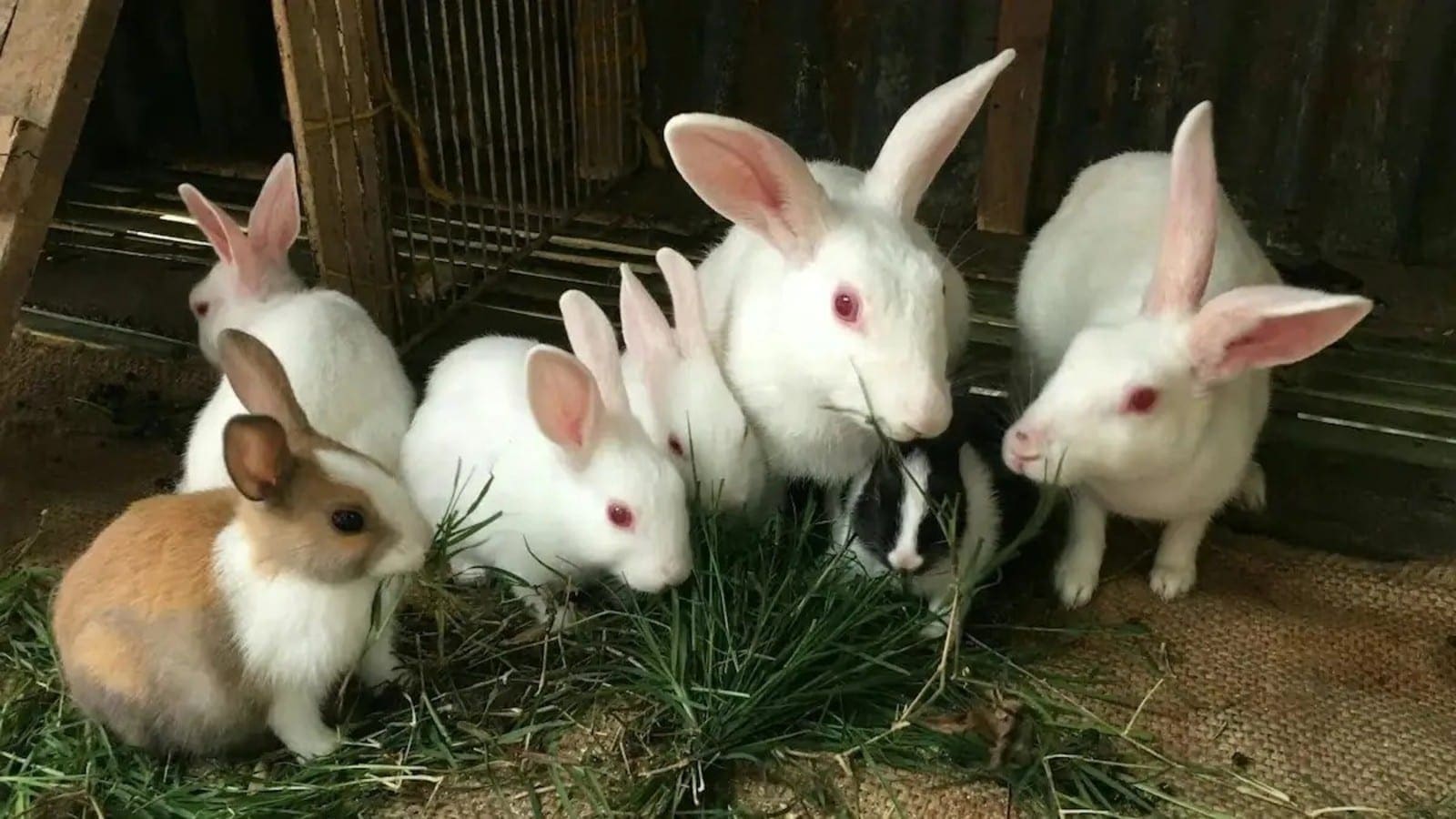 Zimbabwe to undertake inaugural artificial insemination on rabbits in partnership with South African specialist
