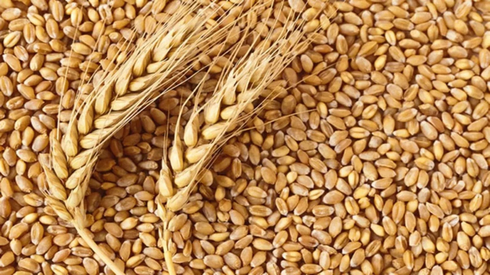 US wheat exports to hit 51-year low due to high prices, low supply