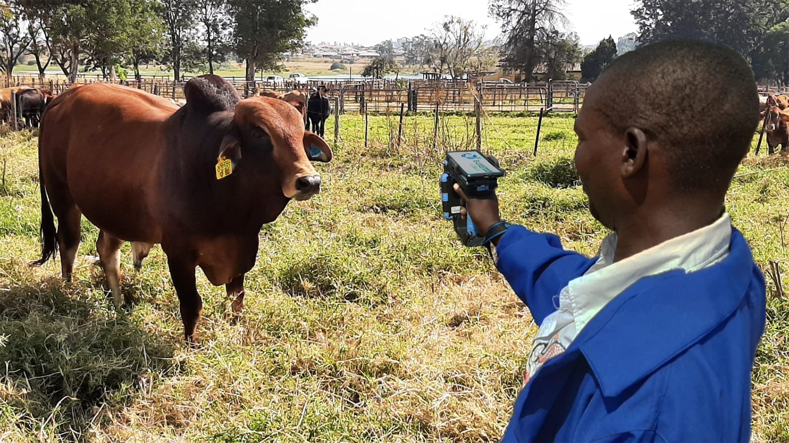 Zimbabwean livestock farmers benefit from newly launched traceability system powered by Mastercard