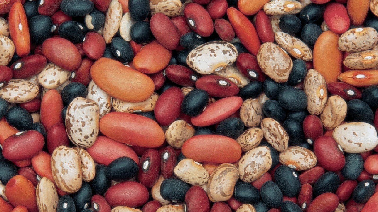 South Africa’s dry bean production expected to decline by 13% prompting rise in imports, reduction in exports