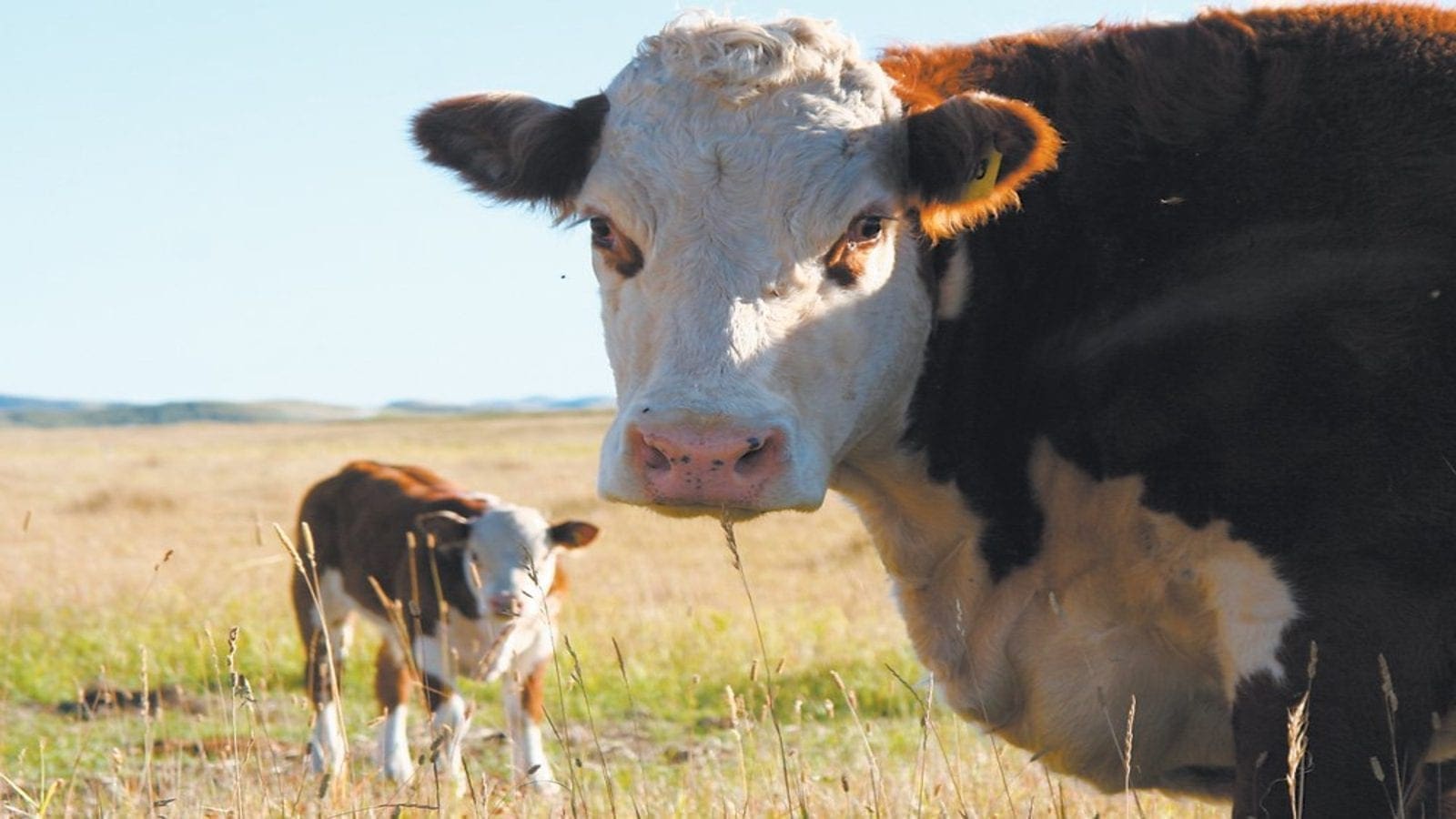 Nestlé partners Grassroots Carbon to decarbonize beef supply chain