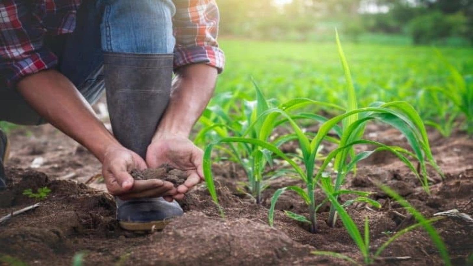 Kellogg’s helps more than 440,000 farmers adopt sustainable farming practices
