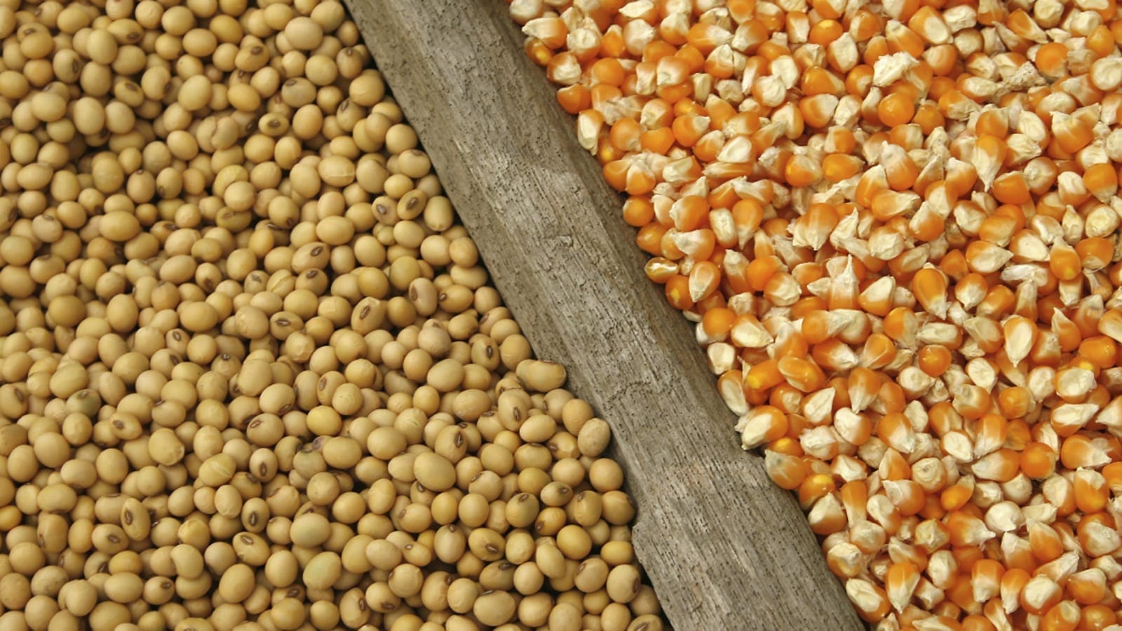 Ghana restricts soybeans, maize exports to secure local supply of raw materials for poultry feed makers