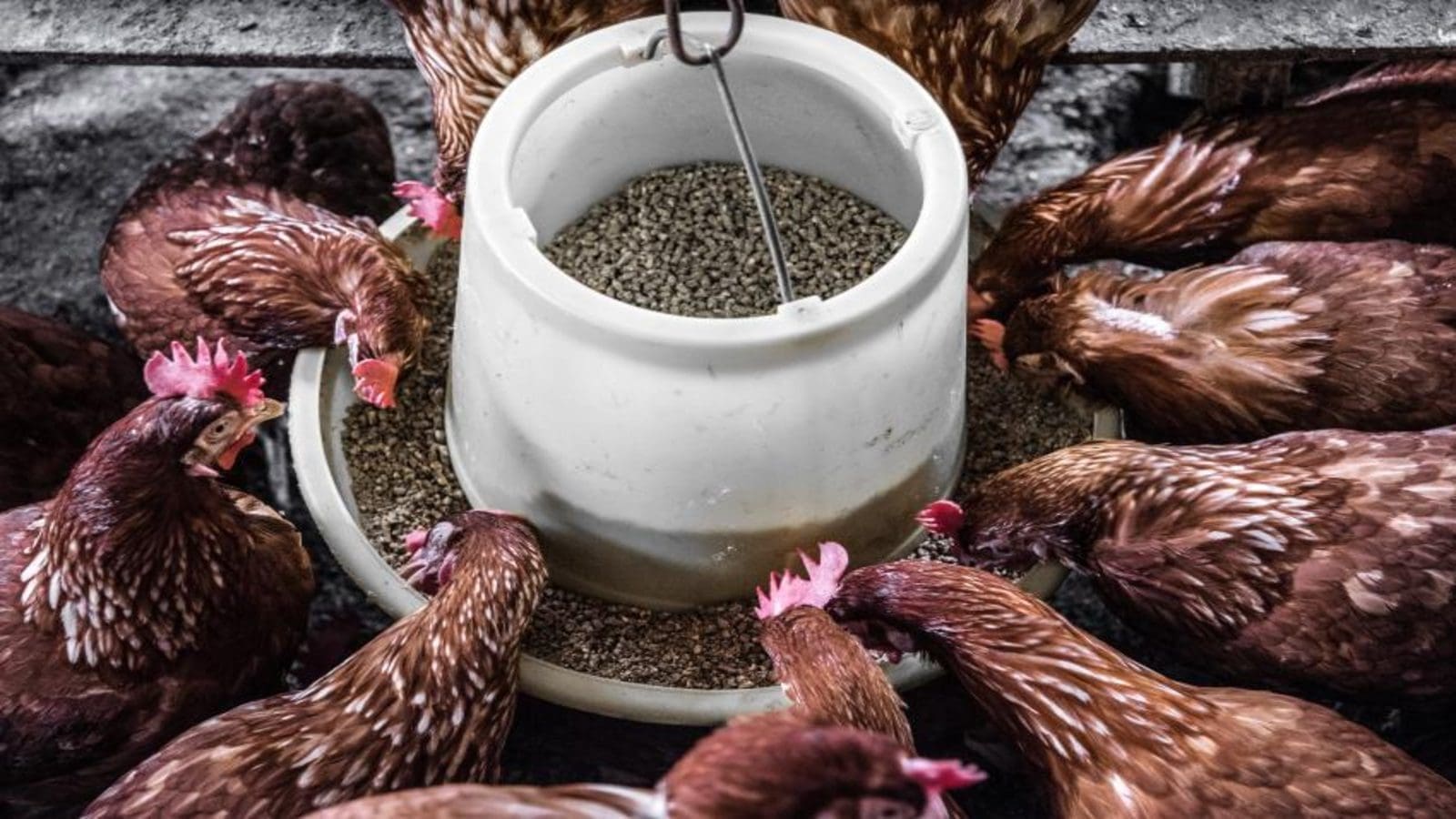 DSM acquires next-gen eubiotics platform start-up to bolster support for sustainable animal farming