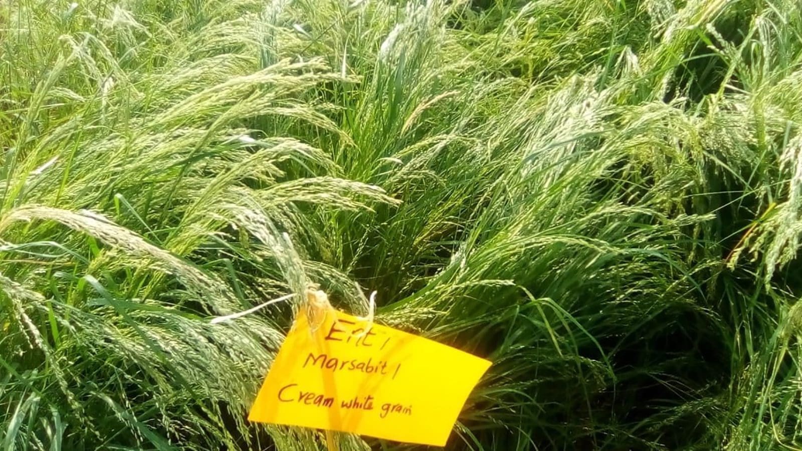 Kenya Agricultural and Livestock Research Organisation launches research on Teff crop to boost productivity