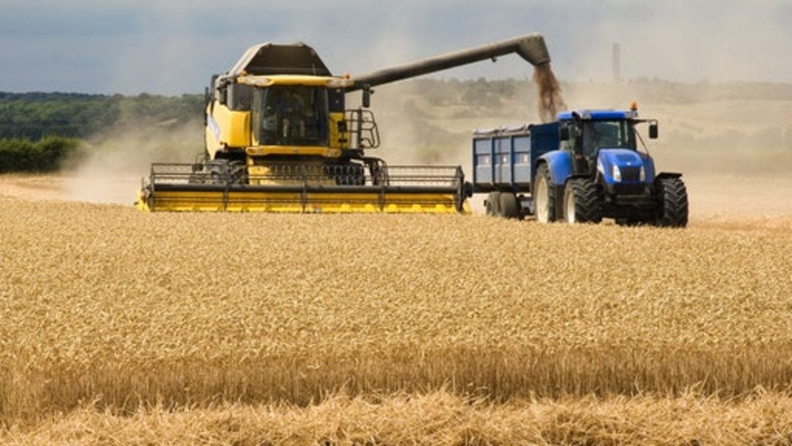 FAO forecasts bumper cereal harvest in 2021/22 despite poor weather