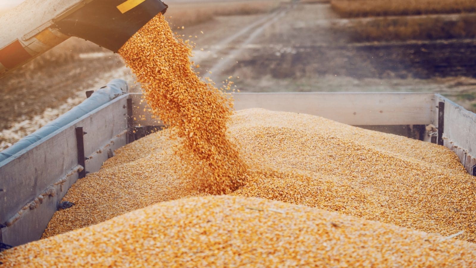 China to import more feed grains as demand from an expanding poultry sector surges