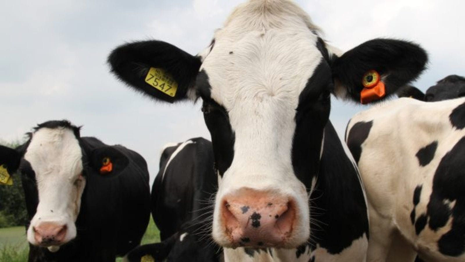 Starbucks, Arla partner to explore sustainable solutions for dairy farming