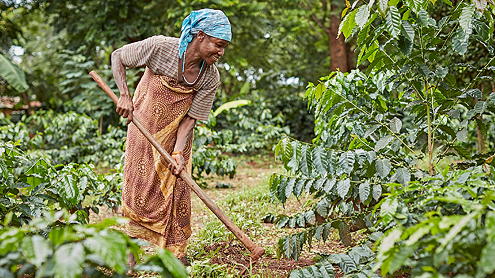 Olam, IITA, E4D partner to support 5,000 Uganda coffee farmers improve their livelihoods