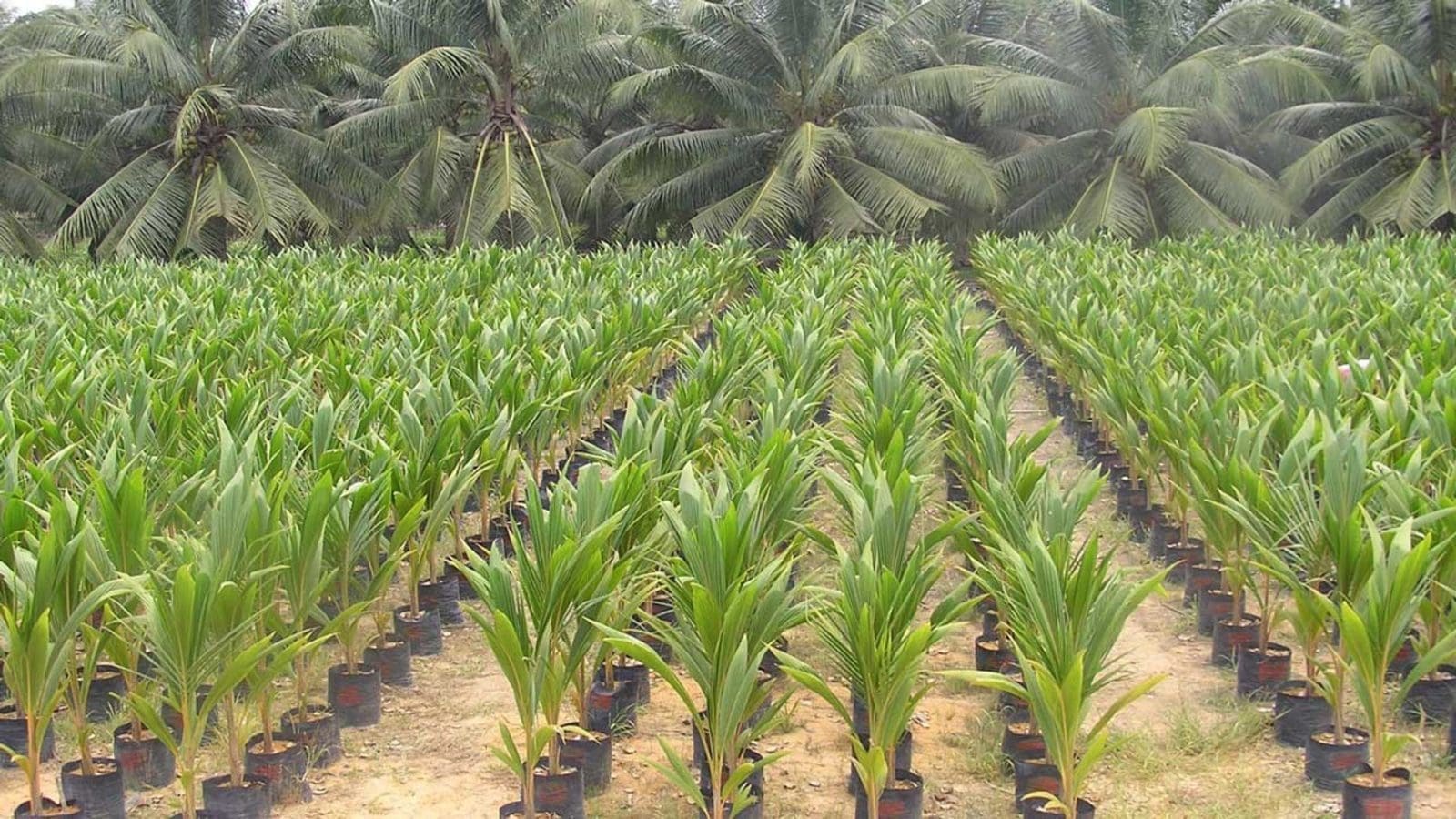 Barry Callebaut partners Nestlé, Proforest to promote sustainable practices in coconut farming
