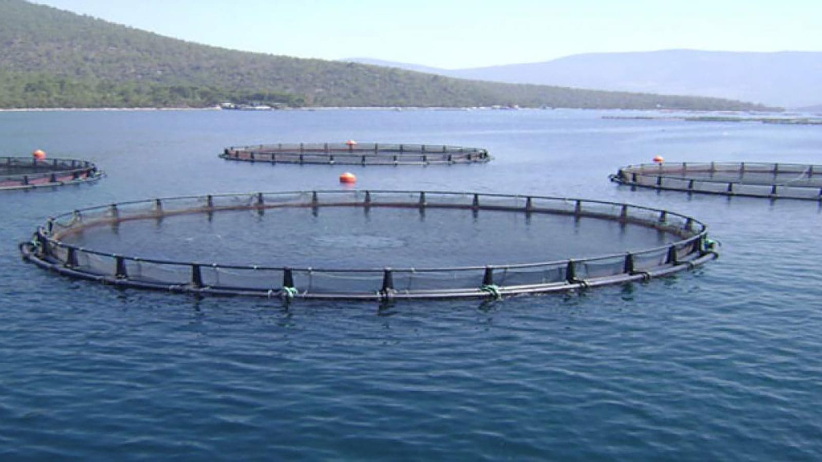 Tanzania’s government gets support in building fish sector, introduces cage fish farming