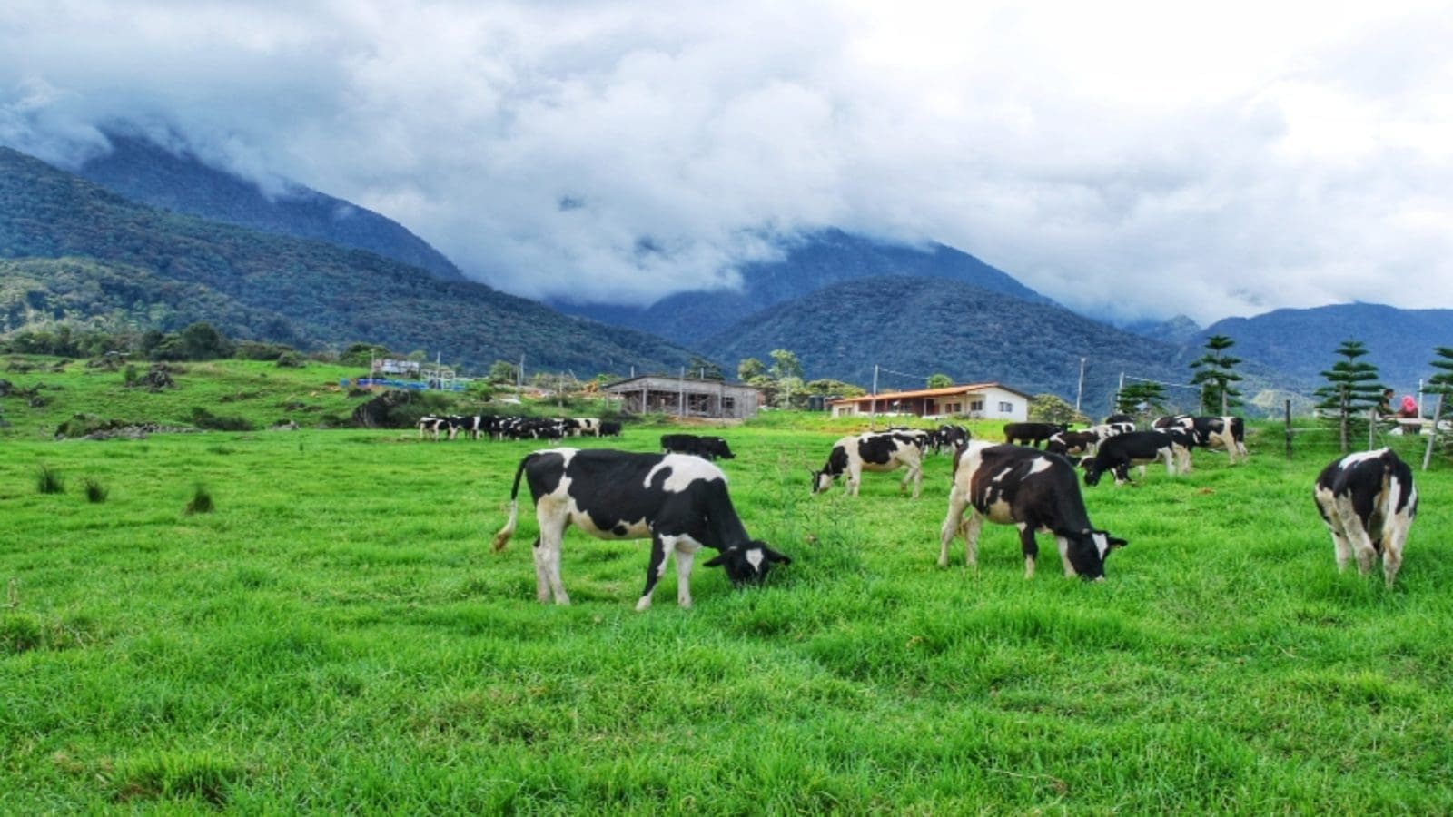 Dairy farmers in Kenya to form a union to help overcome constraints in the dairy sector