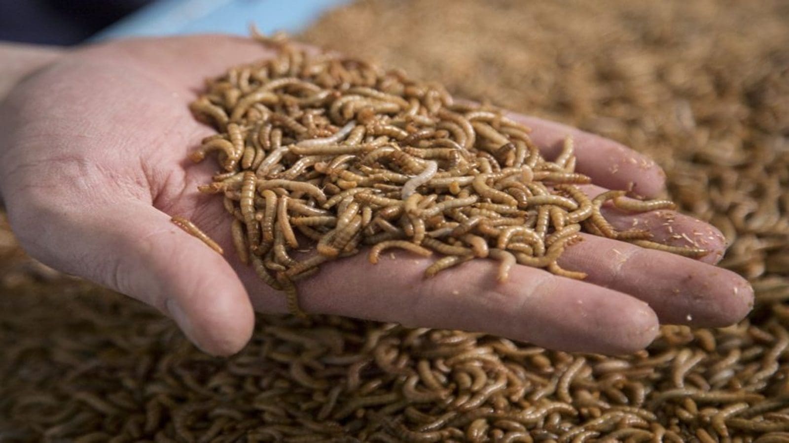 South Africa based insect protein processor Inseco raises US$5.3m in seed funding round