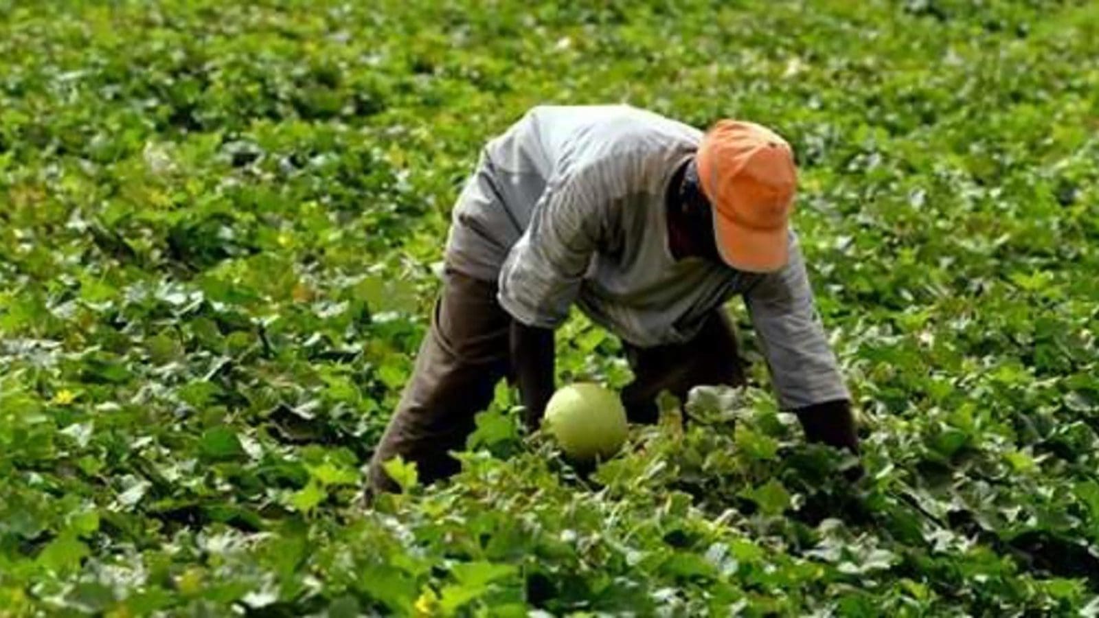 AfDB grants US$70m to DRC for agro-industrial development