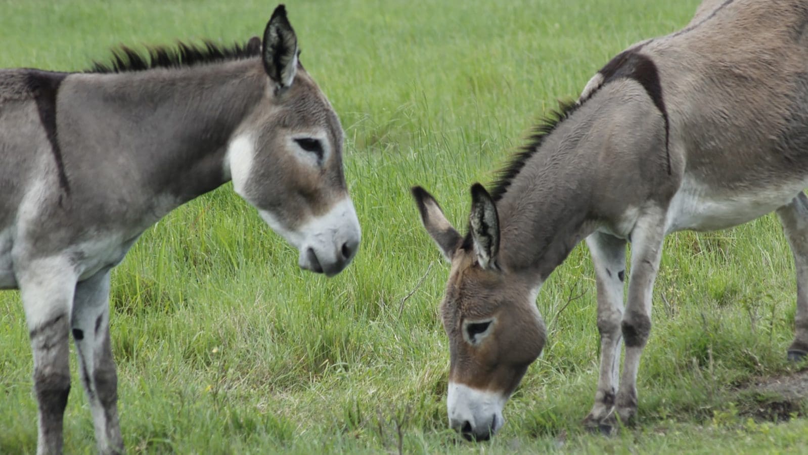 <strong>Equine welfare activists call for 15-year ban on donkey slaughter in Africa to curb unsustainable exploitation</strong>