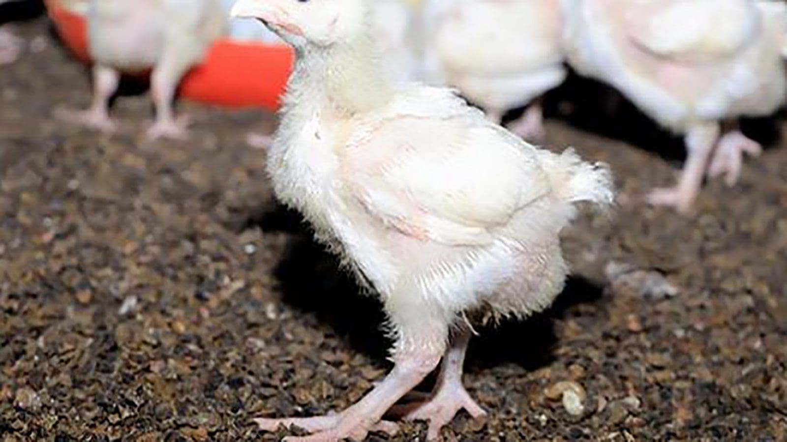 Ugandan poultry farm Sekajja Agro clinches US1.8m investment from
