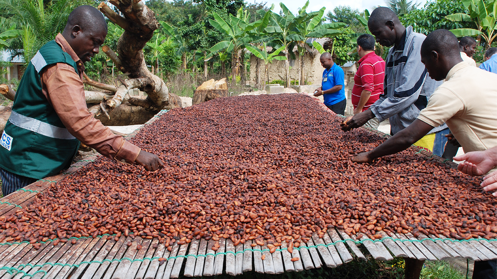Cocoa industry in Africa tainted with a myriad of challenges but sector soldiers on