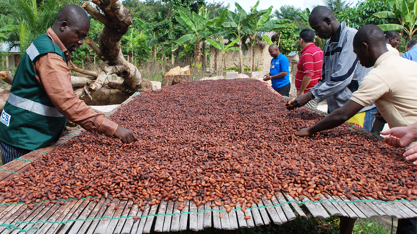 Cocoa industry in Africa tainted with a myriad of challenges but sector soldiers on | Food Business Africa - Africa's No.1 Food & Beverage Industry Magazine and Website