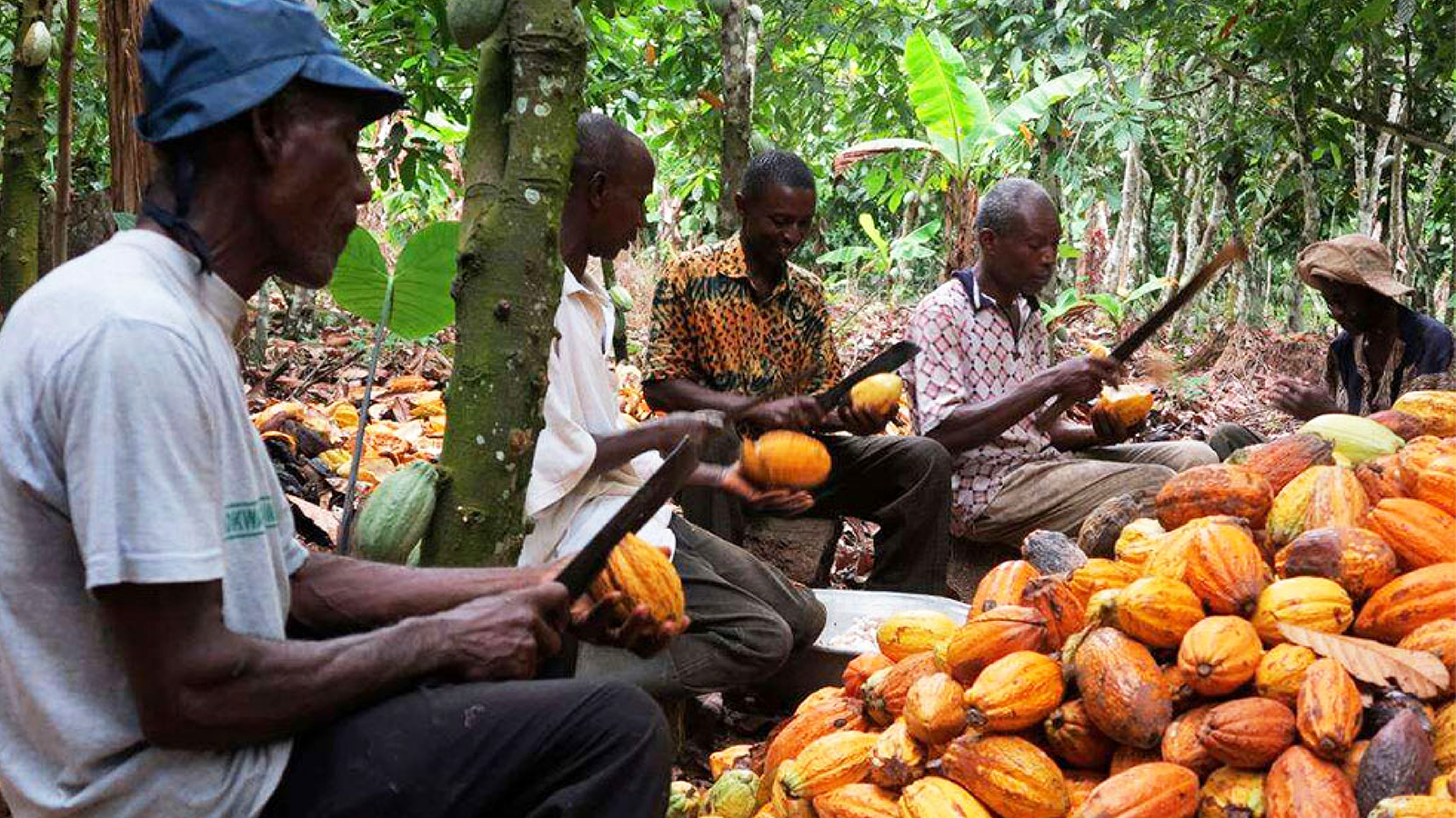 Ghana’s Cocoa Processing Company faces privatization in bid to boost competitiveness