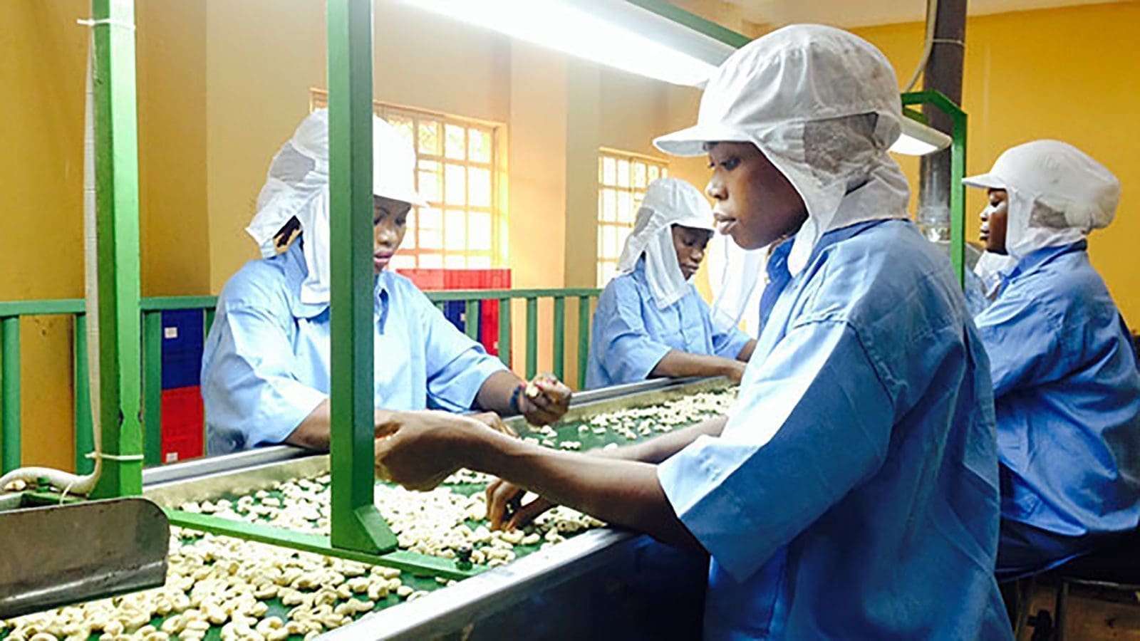 Valency Agro Nigeria receives US$3.5m financing from Oikocredit to boost cashew nut processing