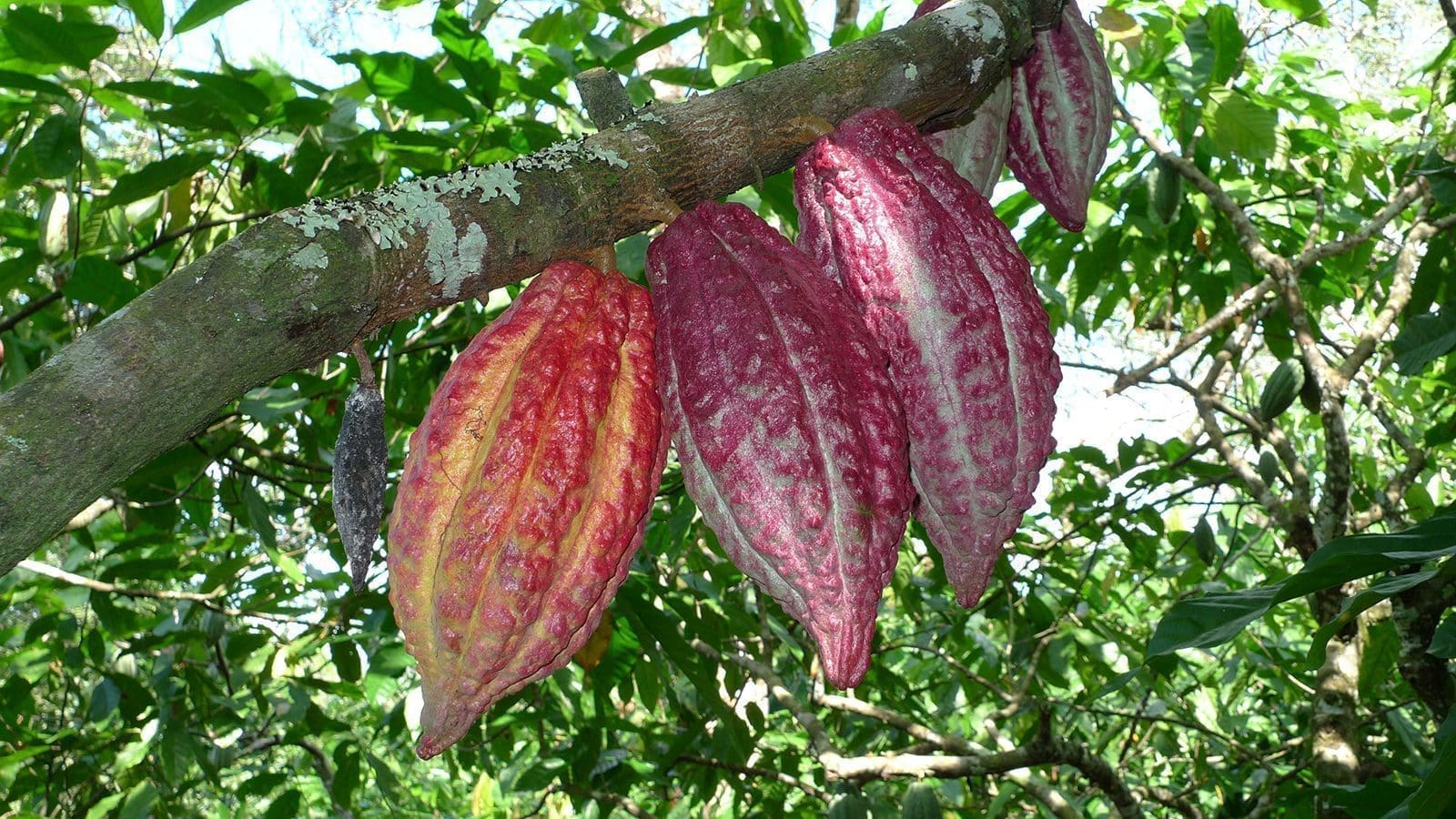 USDA, Lutheran World Relief partner in new US$22m project aimed at improving Nigeria’s cocoa value chain