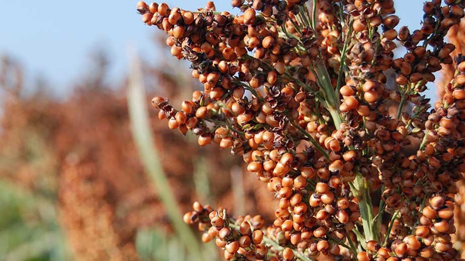 Nestle innovatively upcycles sorghum side stream in West Africa into nutritious porridge