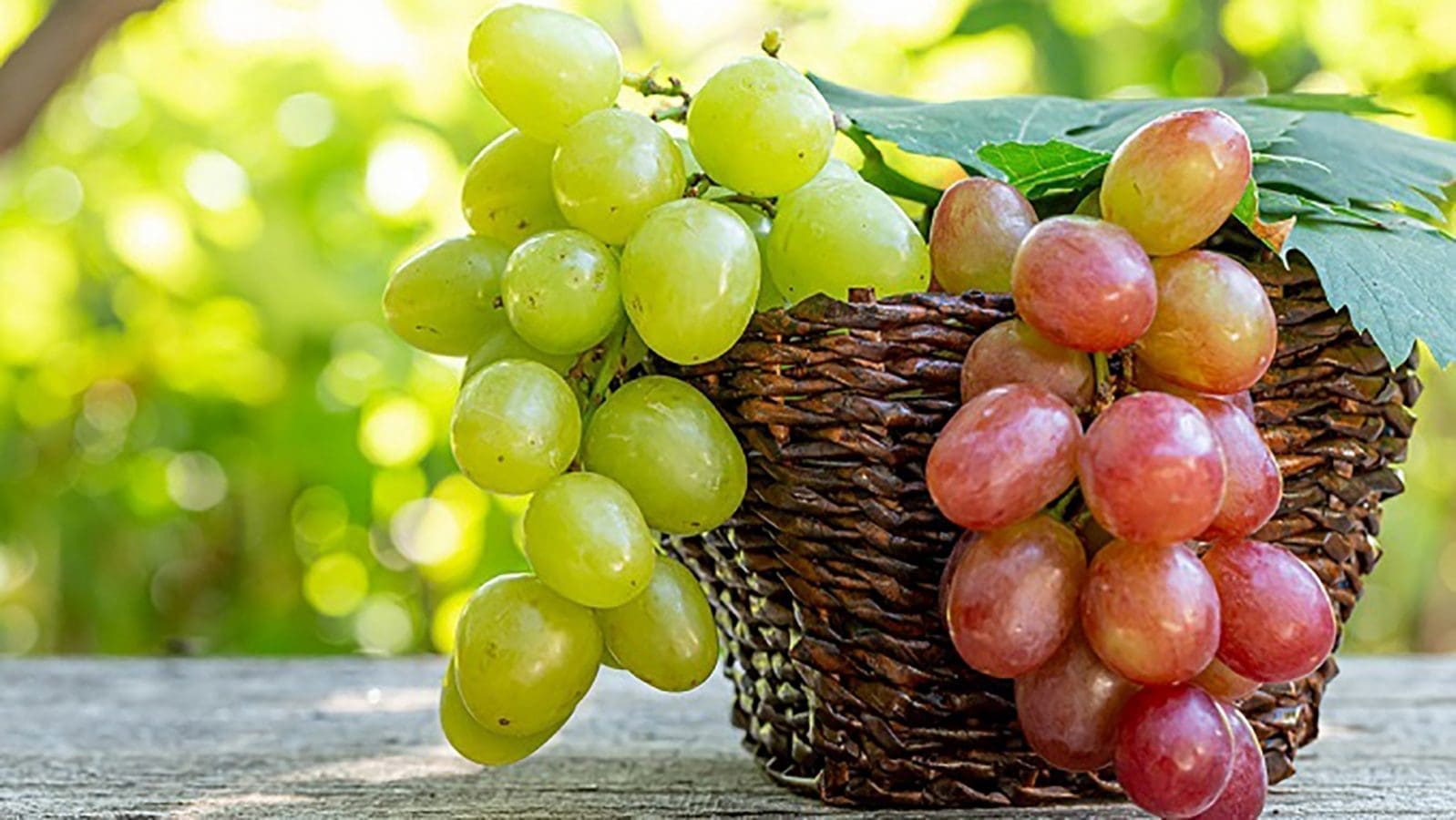 Egypt’s table grapes production expected to rebound following favourable weather conditions