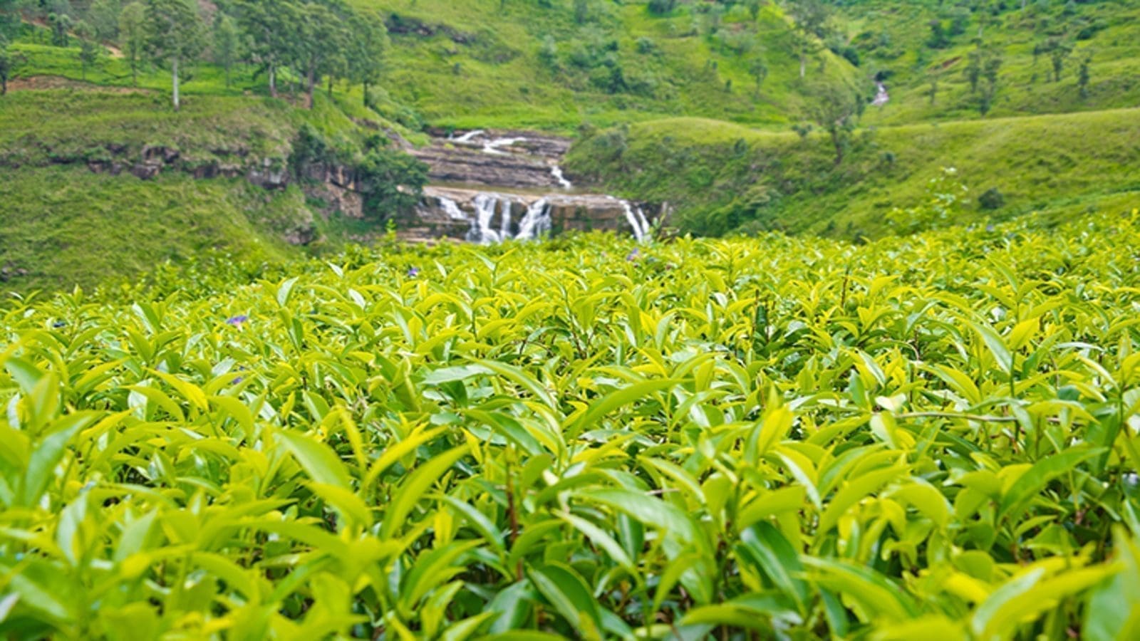 Finlays scales down operations in Sri Lanka with sale of tea estates to Brown Investments