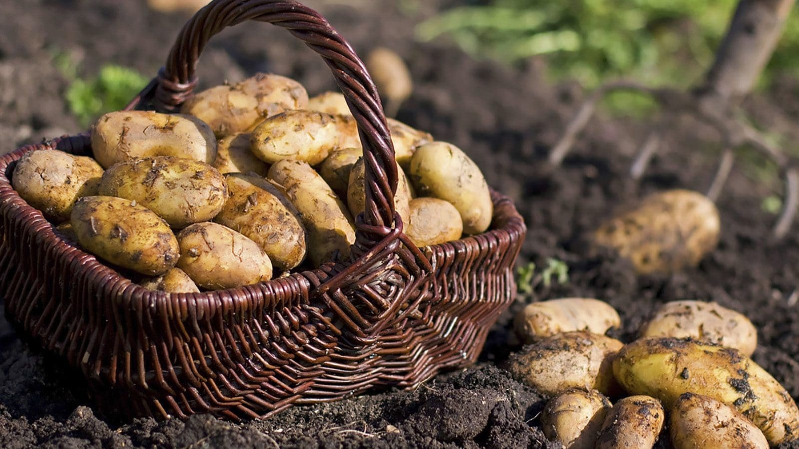 Kenyan government partners with research institutions to launch potato seed production project